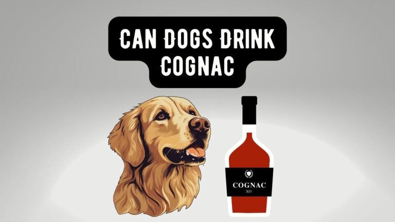 Can Dogs Drink Cognac? Pros and Cons