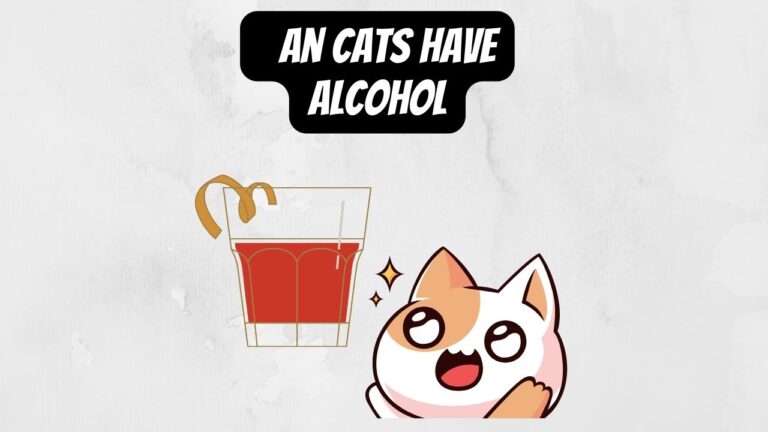 Can Cats Drink Alcohol? Spirits, Wine, beer, or Cognac